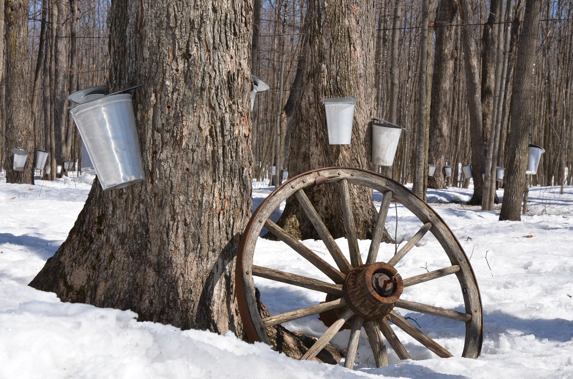 Harvesting Maple Syrup