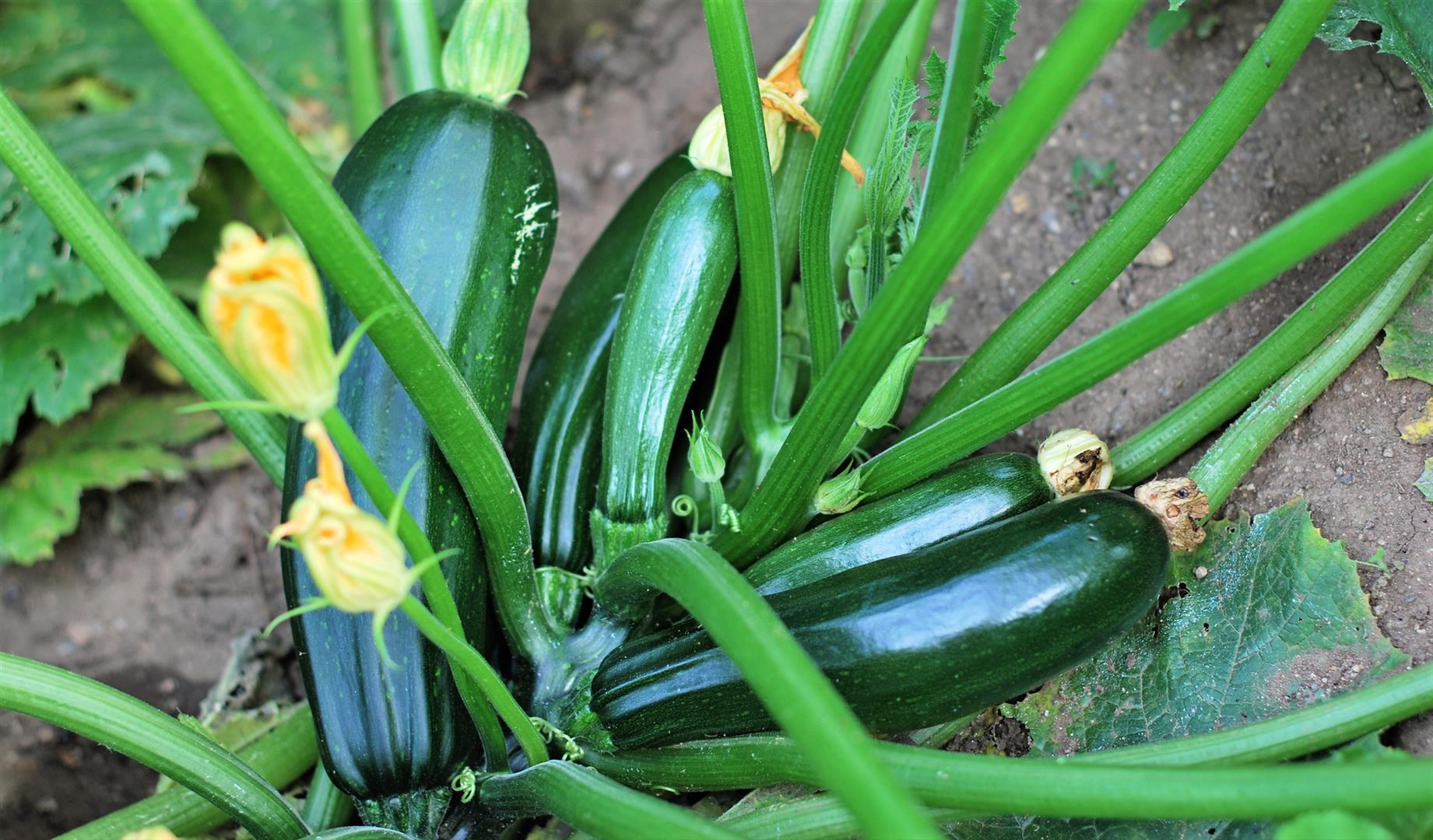 Growing Zucchini Plants Is Easy Fun And Rewarding 