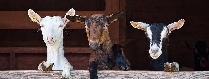 Raising Goats